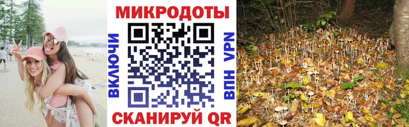 Галлюциногенные грибы Psilocybe Тюкалинск